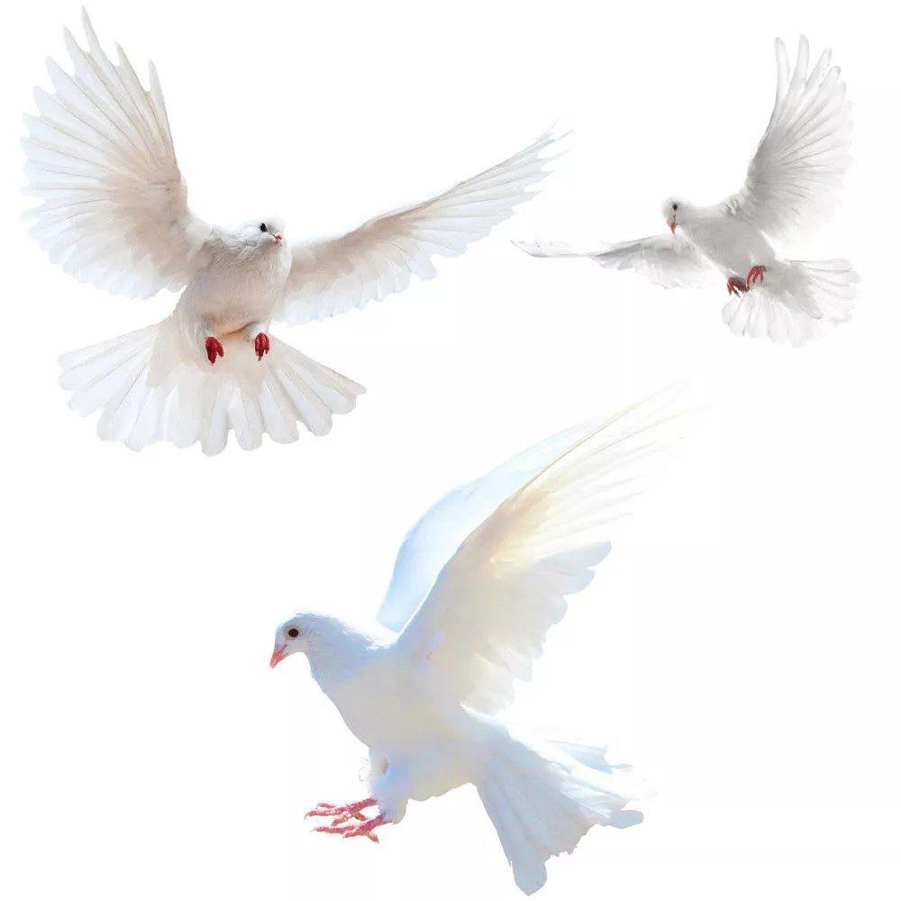 Peace Dove Wall Stickers for L - огляд і ціна Home Bathroom Gadgets