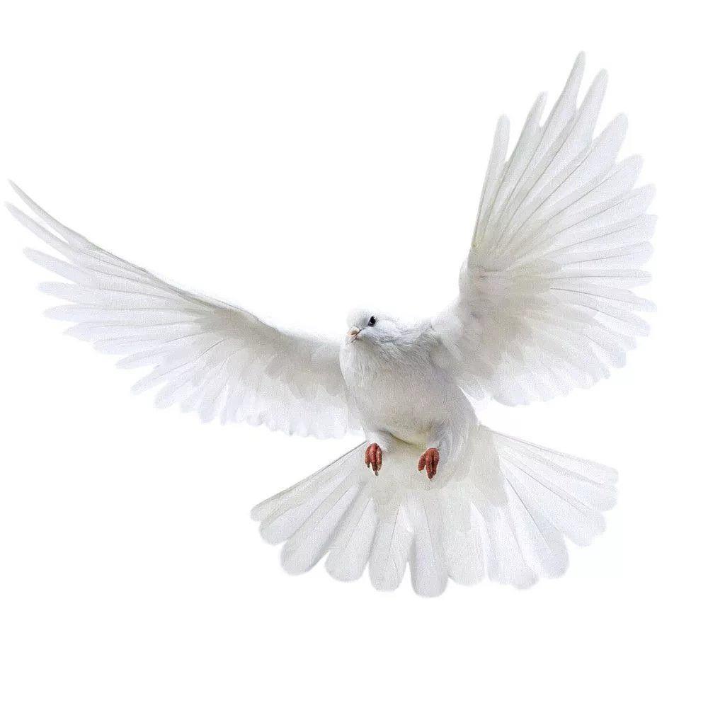 Peace Dove Wall Stickers for L - огляд і ціна Home Bathroom Gadgets