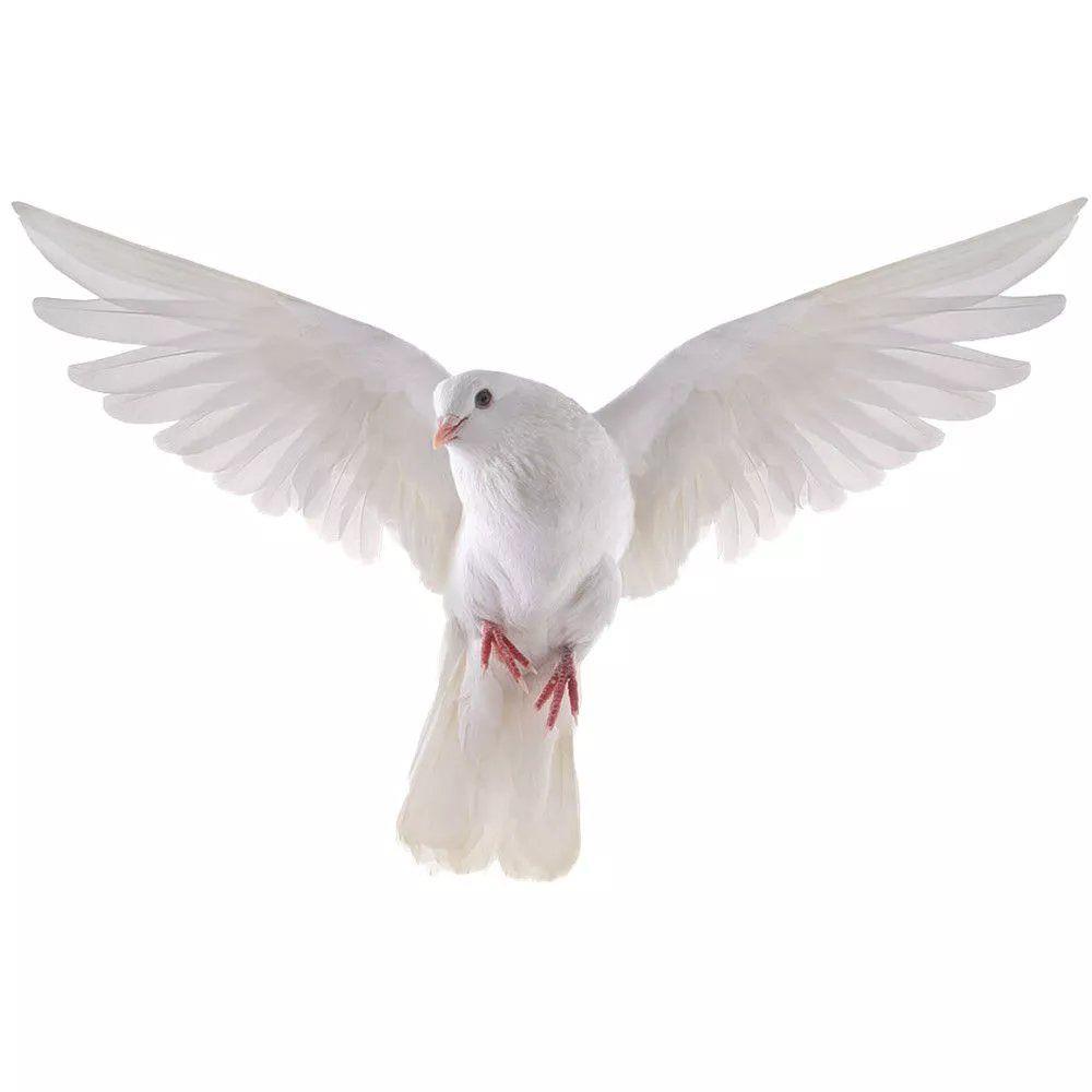 Peace Dove Wall Stickers for L - огляд і ціна Home Bathroom Gadgets
